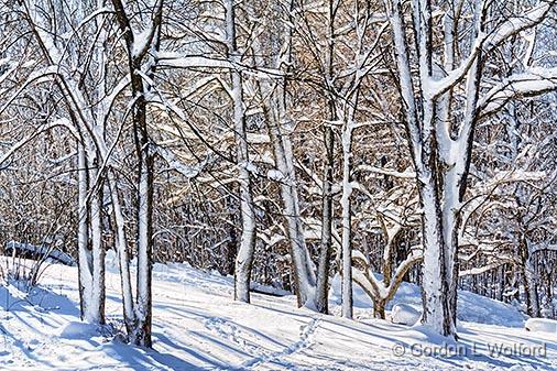 Snowy Trees_32643.jpg - Photographed near Perth, Ontario, Canada.